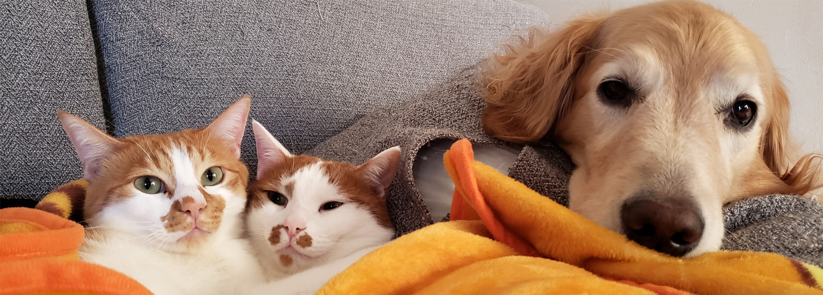 ヤスダアニマルホスピタル